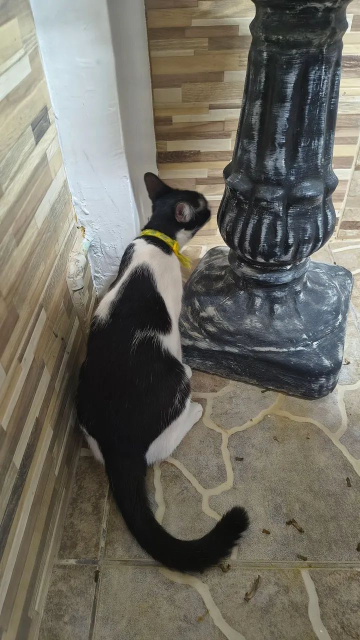 Fêmea castrada bebê  - Foto 3