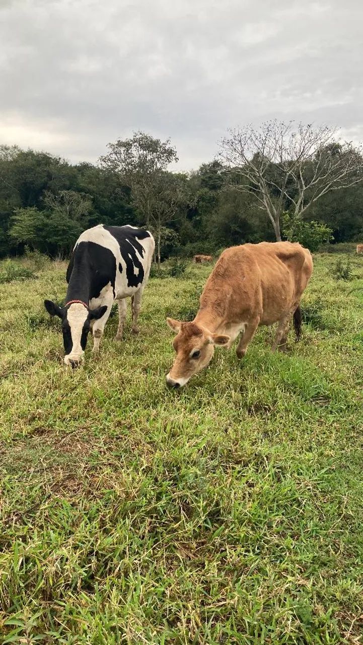 Vacas e Bezerras Jersey - Foto 2