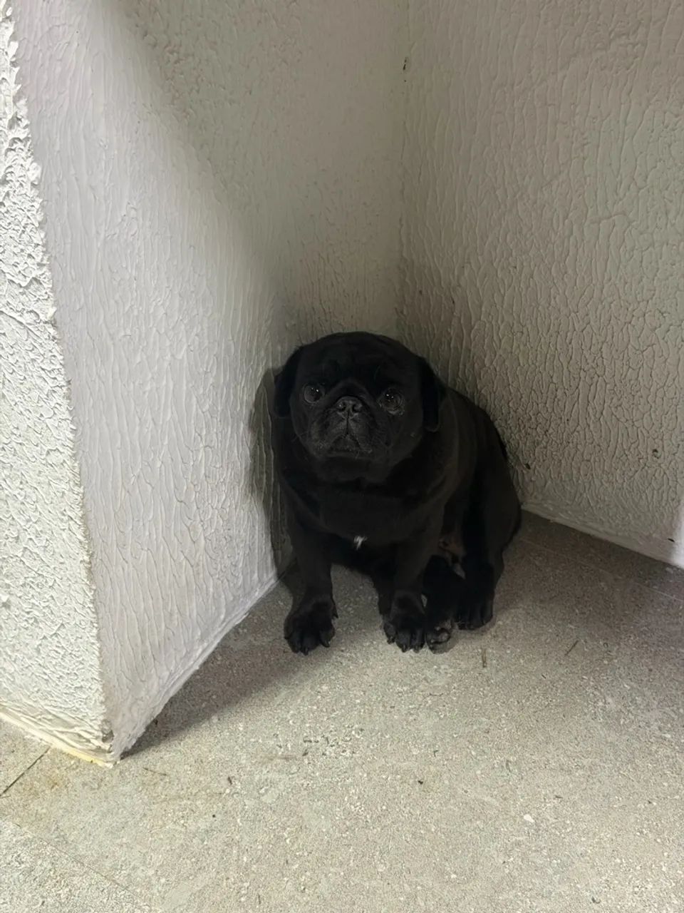 Cachorro  - Foto 4
