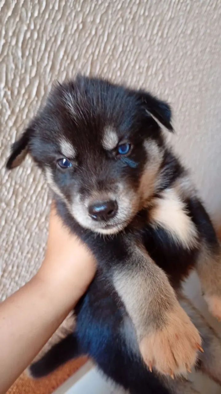 Husk siberiano  - Foto 2