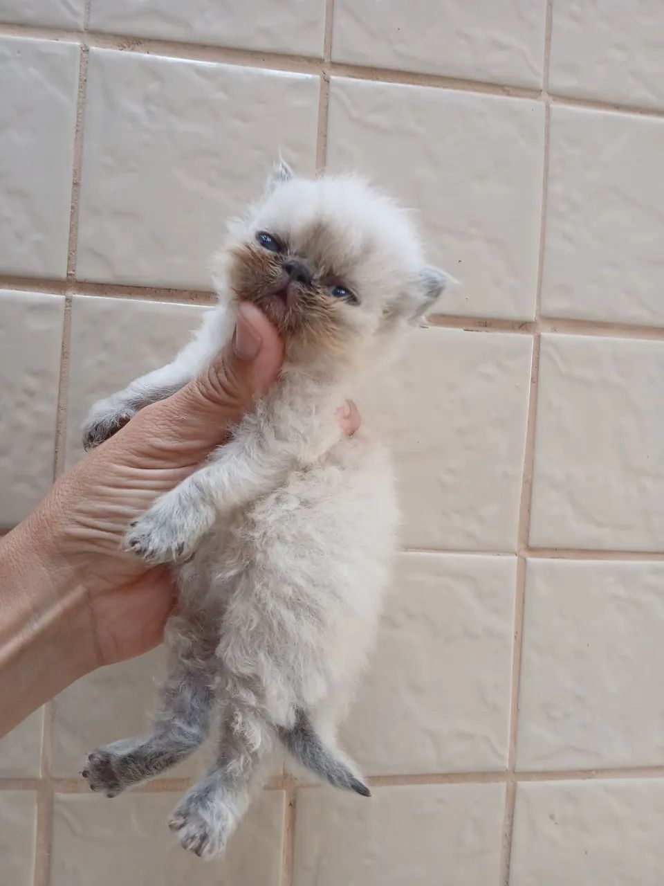 Gato persa  - Foto 4