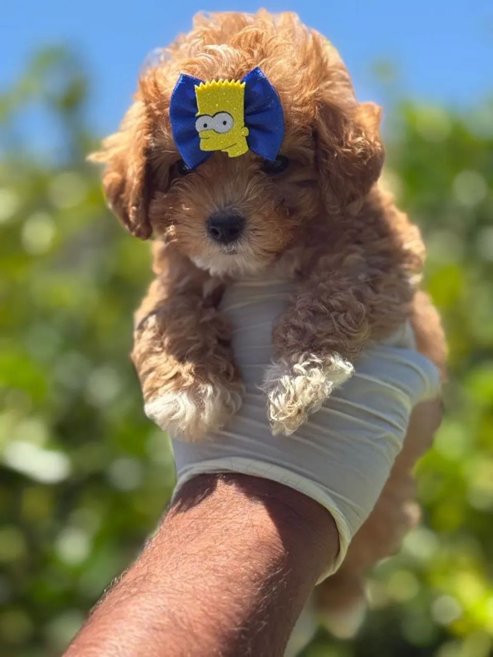 Poodle champanhe _ Entrega imediata 
