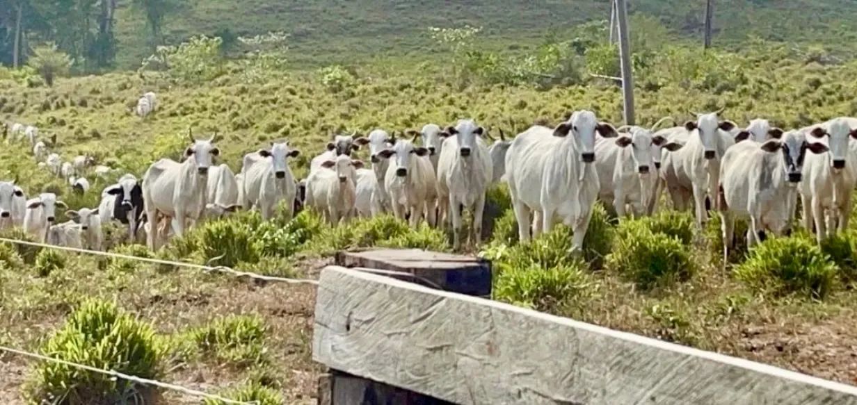 Oportunidade no Agronegócio 