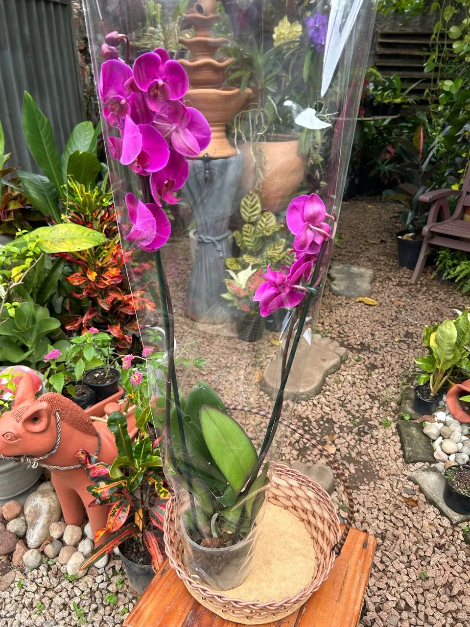 Orquídeas  - Foto 4