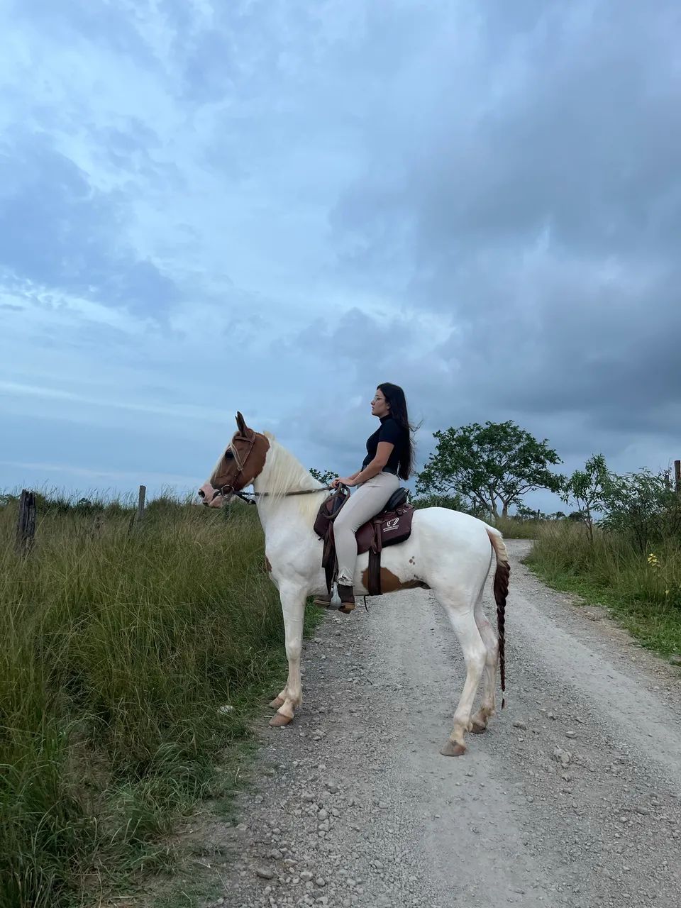 Cavalo  - Foto 5