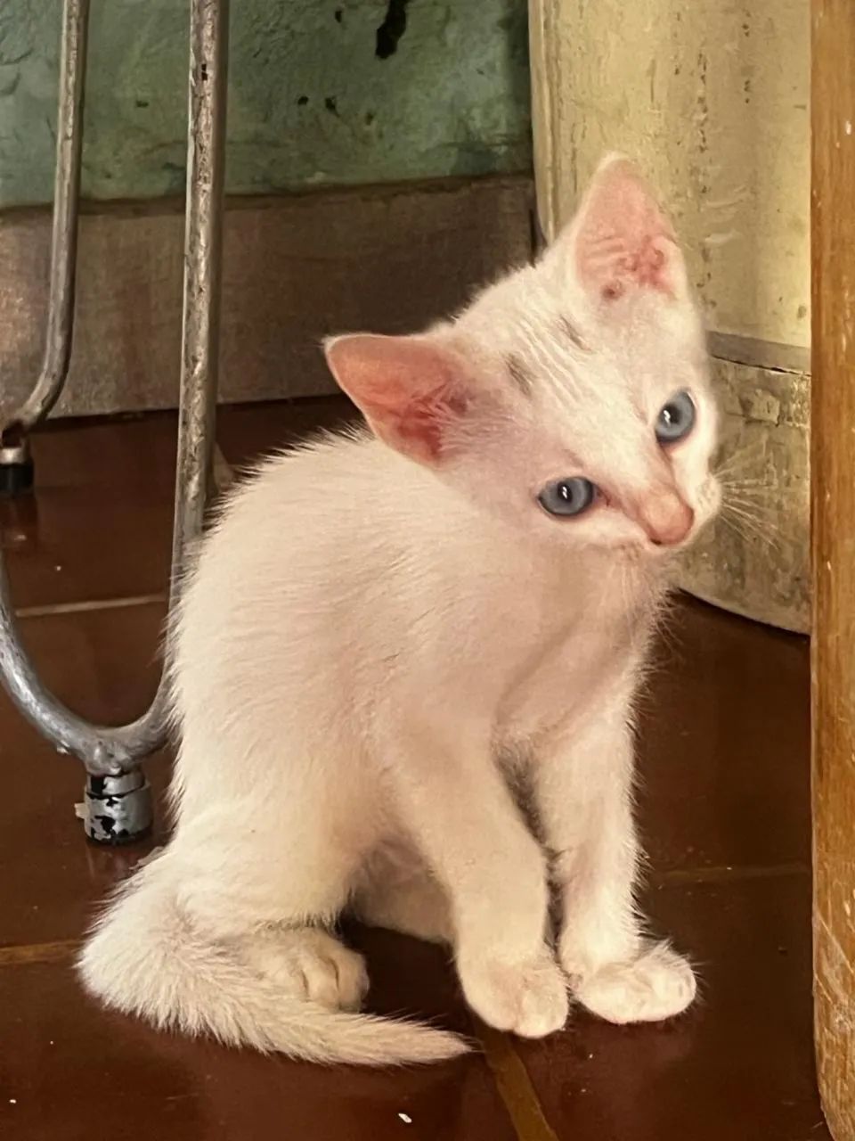 Gatinhos 