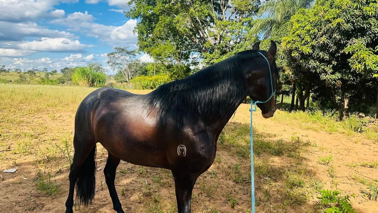 Vendo cavalo - Foto 5
