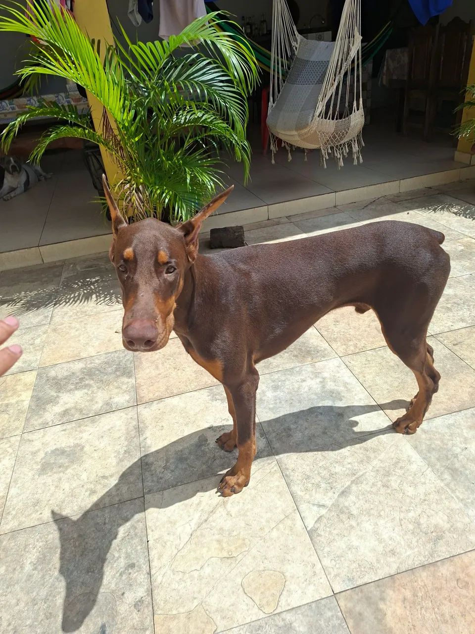 Doberman macho  - Foto 3