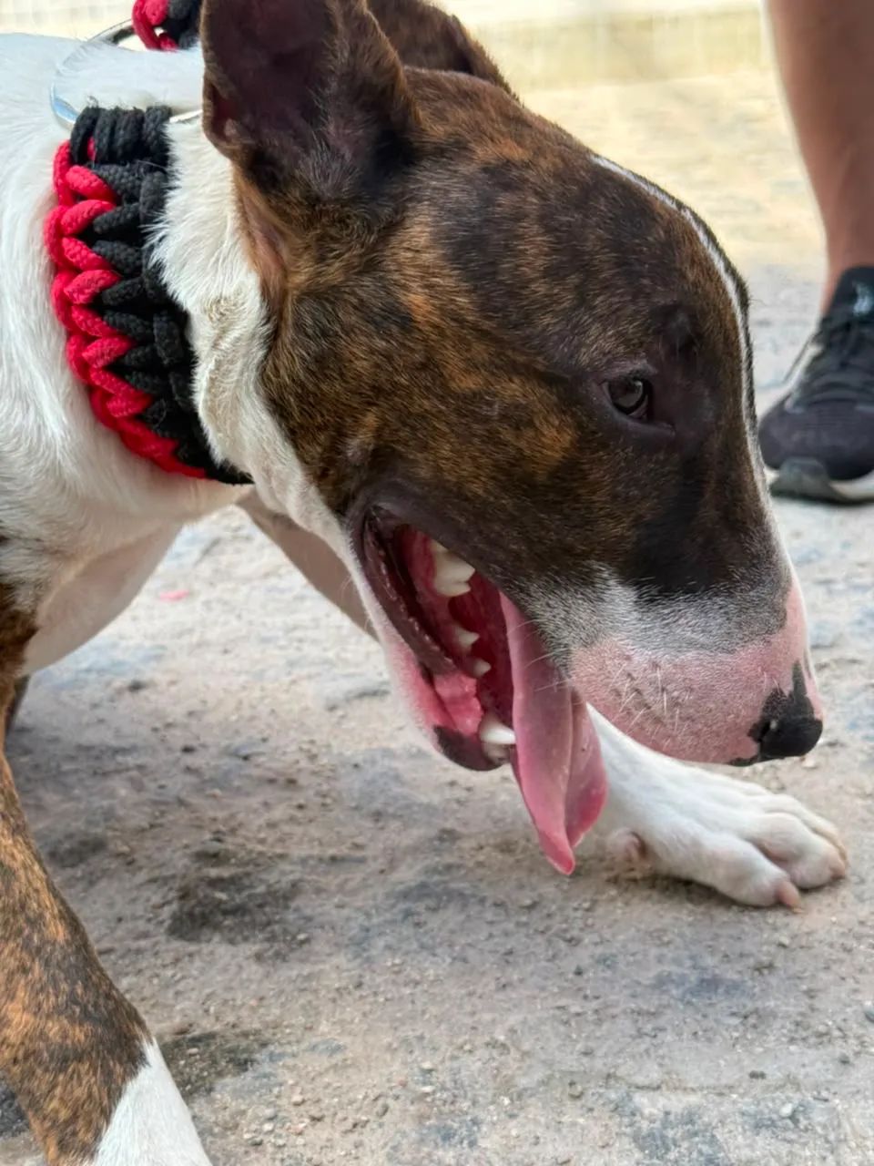 Bulterrier