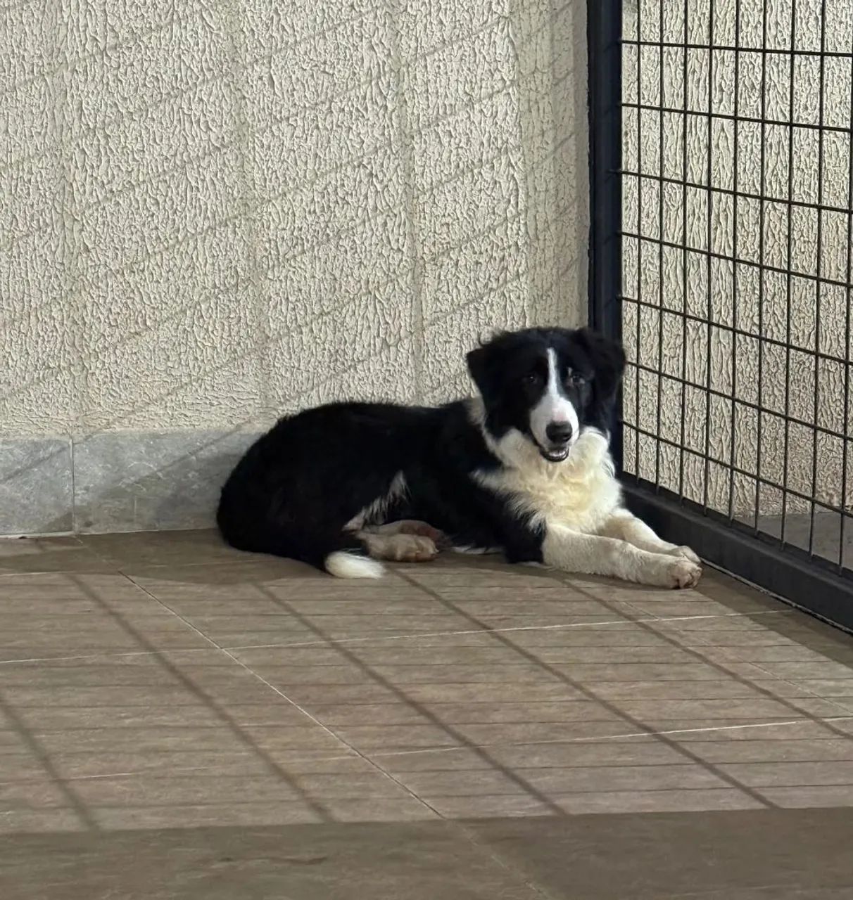 Vende-se Border Collie - Foto 4