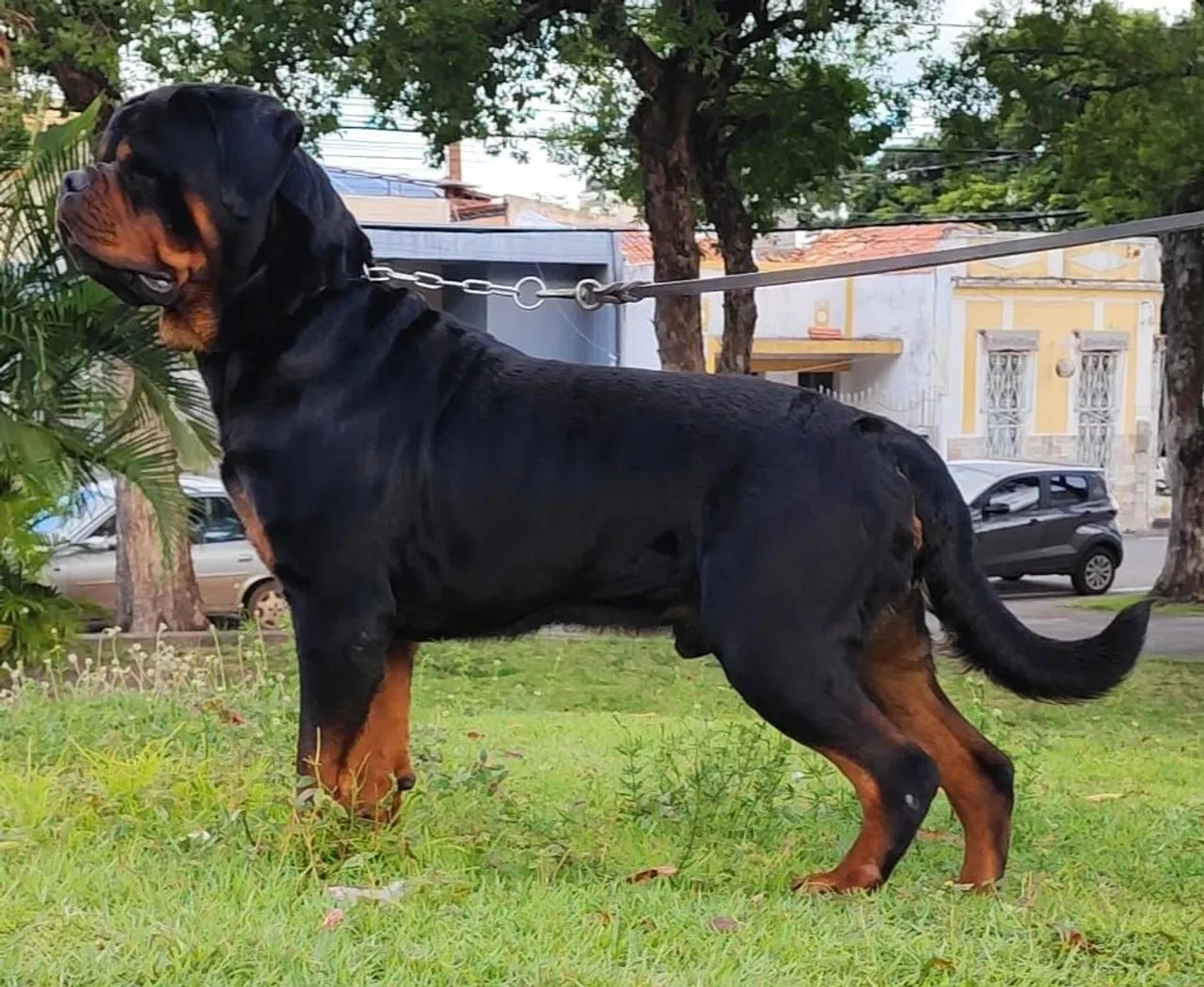 Rottweiler  - Foto 5