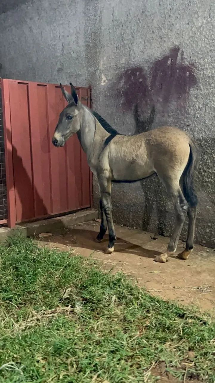 Lindo burro filho do famoso e extraordinário jumento morro vermelho,  animal impecável.  