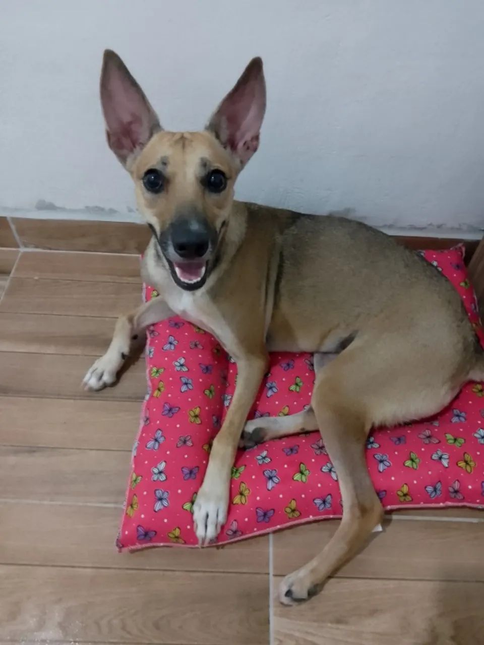 Adoção consciente  - Foto 2