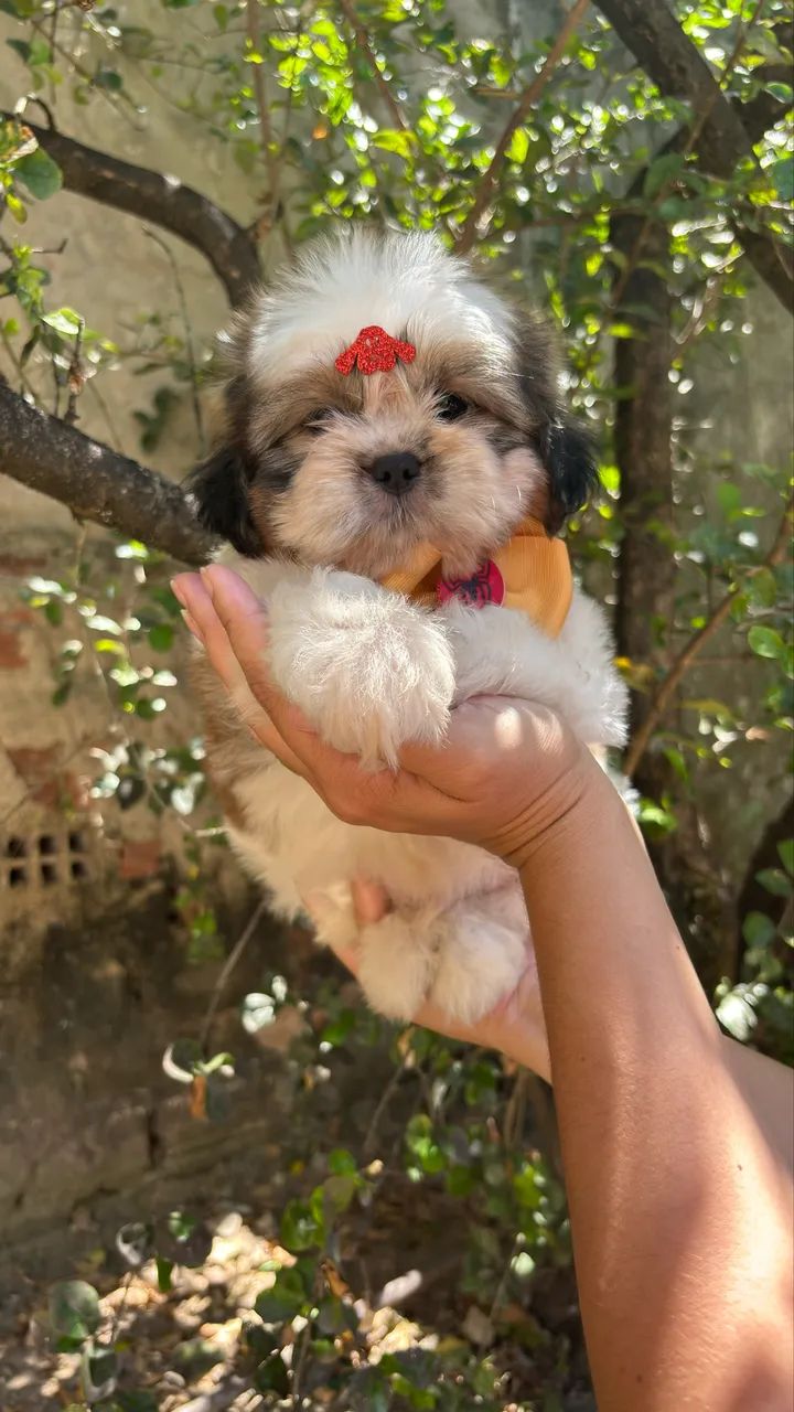 Shihtzu fêmea e macho  - Foto 3