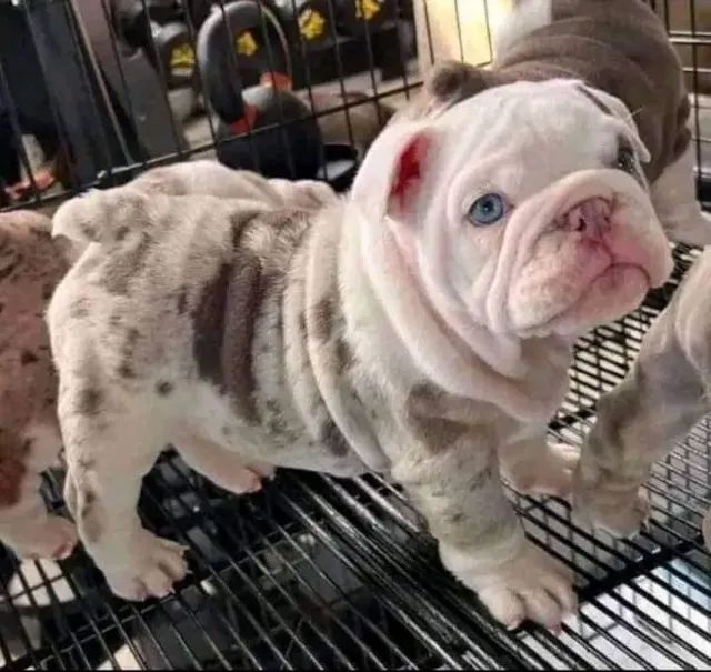 filhotes de american bully 