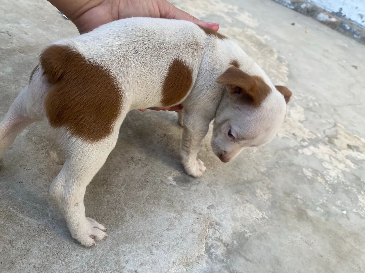 Cachorro macho pinscher 02  - Foto 4