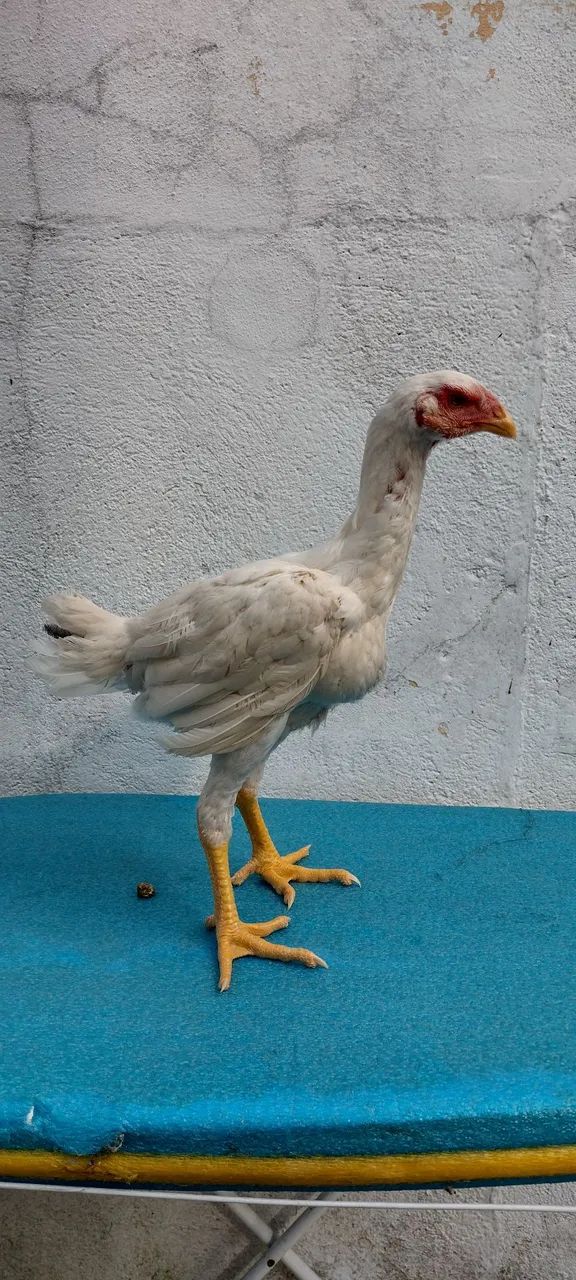 Frangos de índio shamo e índio gigante  - Foto 6