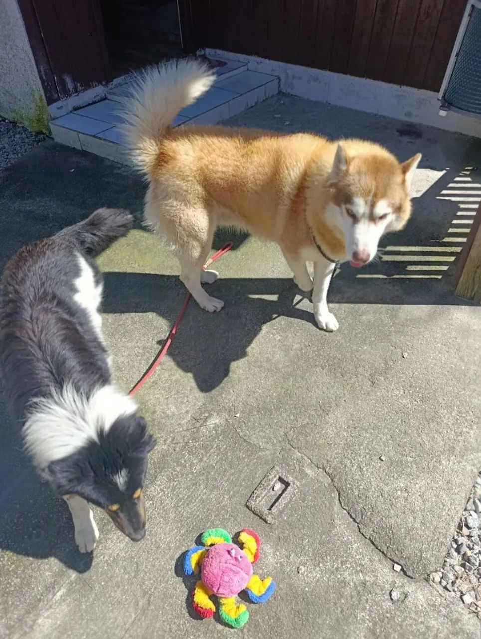 Doação Husky e Border - Foto 5
