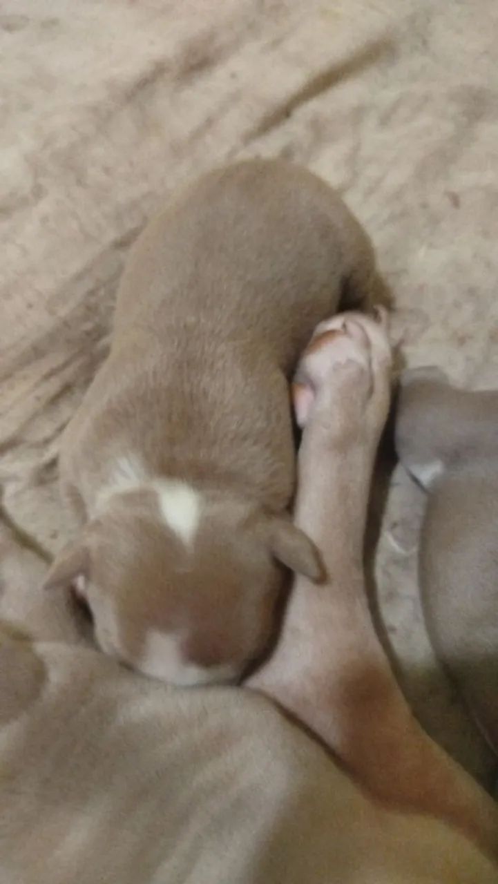American Bully disponíveis  - Foto 5
