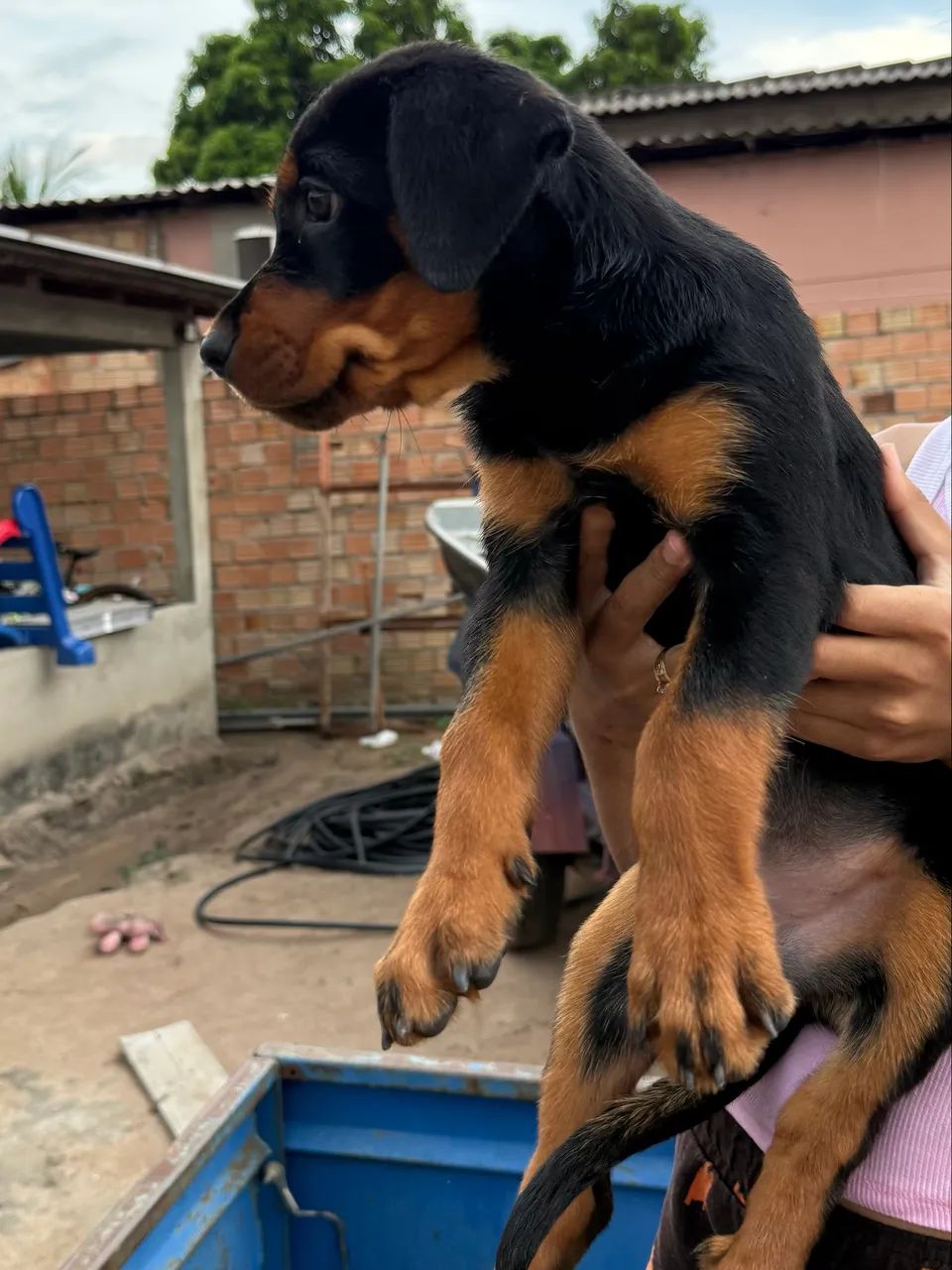 Vendo Filhotes de Rottweiler - Foto 5