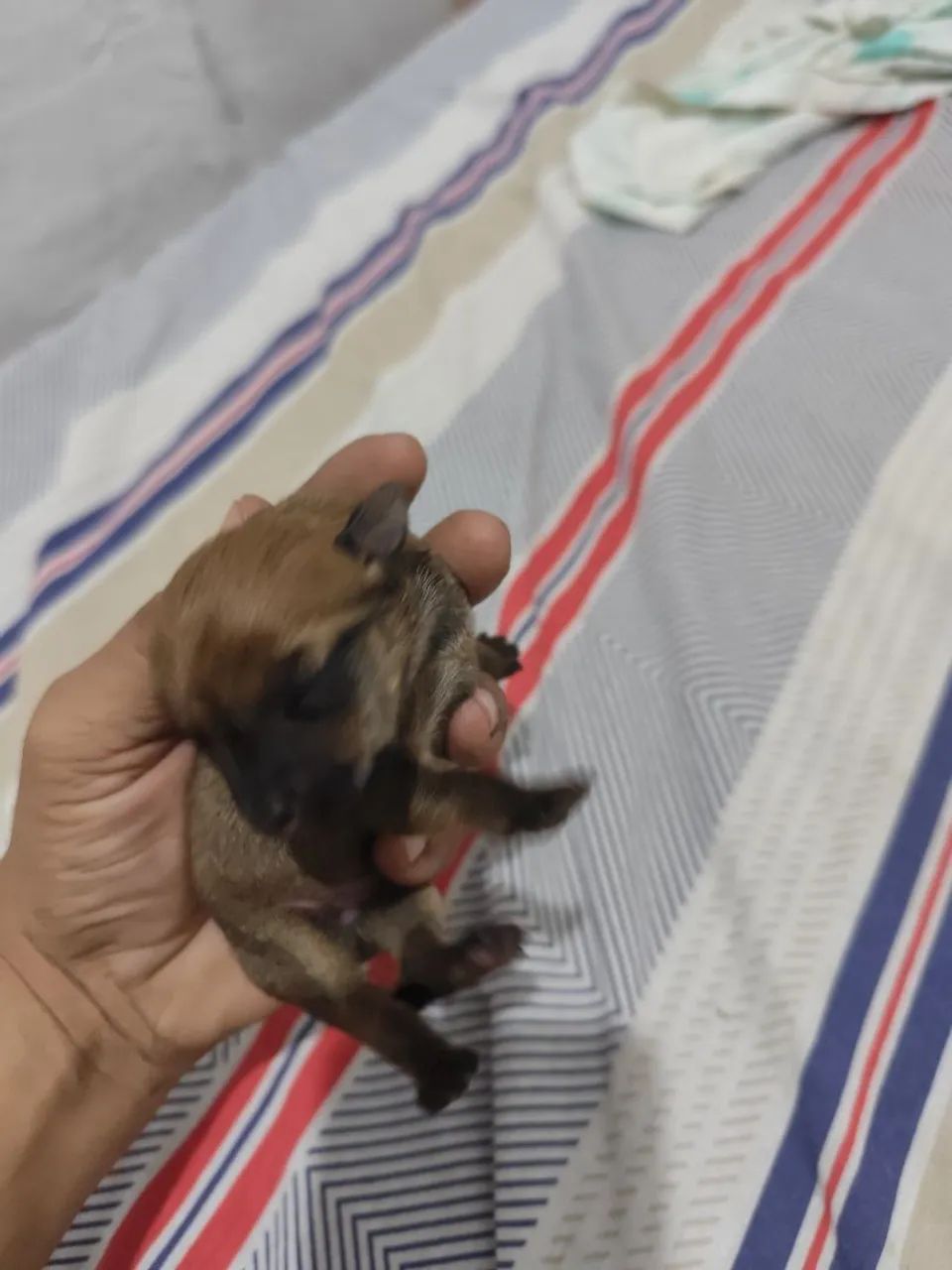 Cachorro  - Foto 3