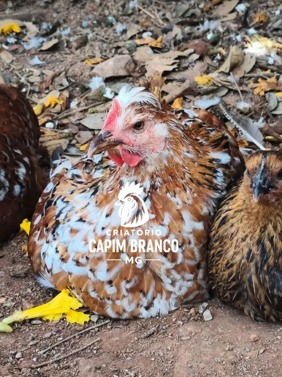 Galinhas e Frangas 