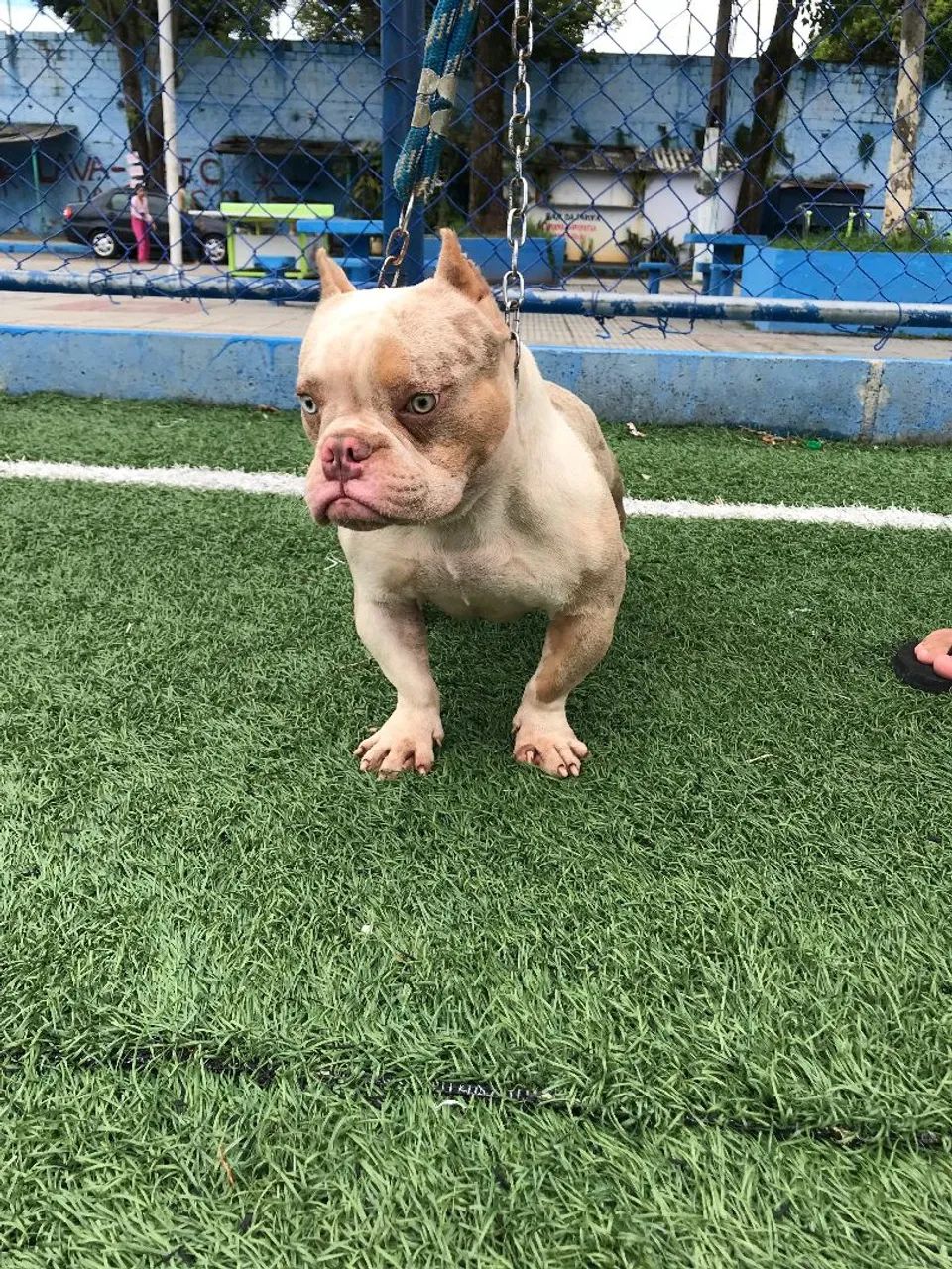 American bully pocket  - Foto 5
