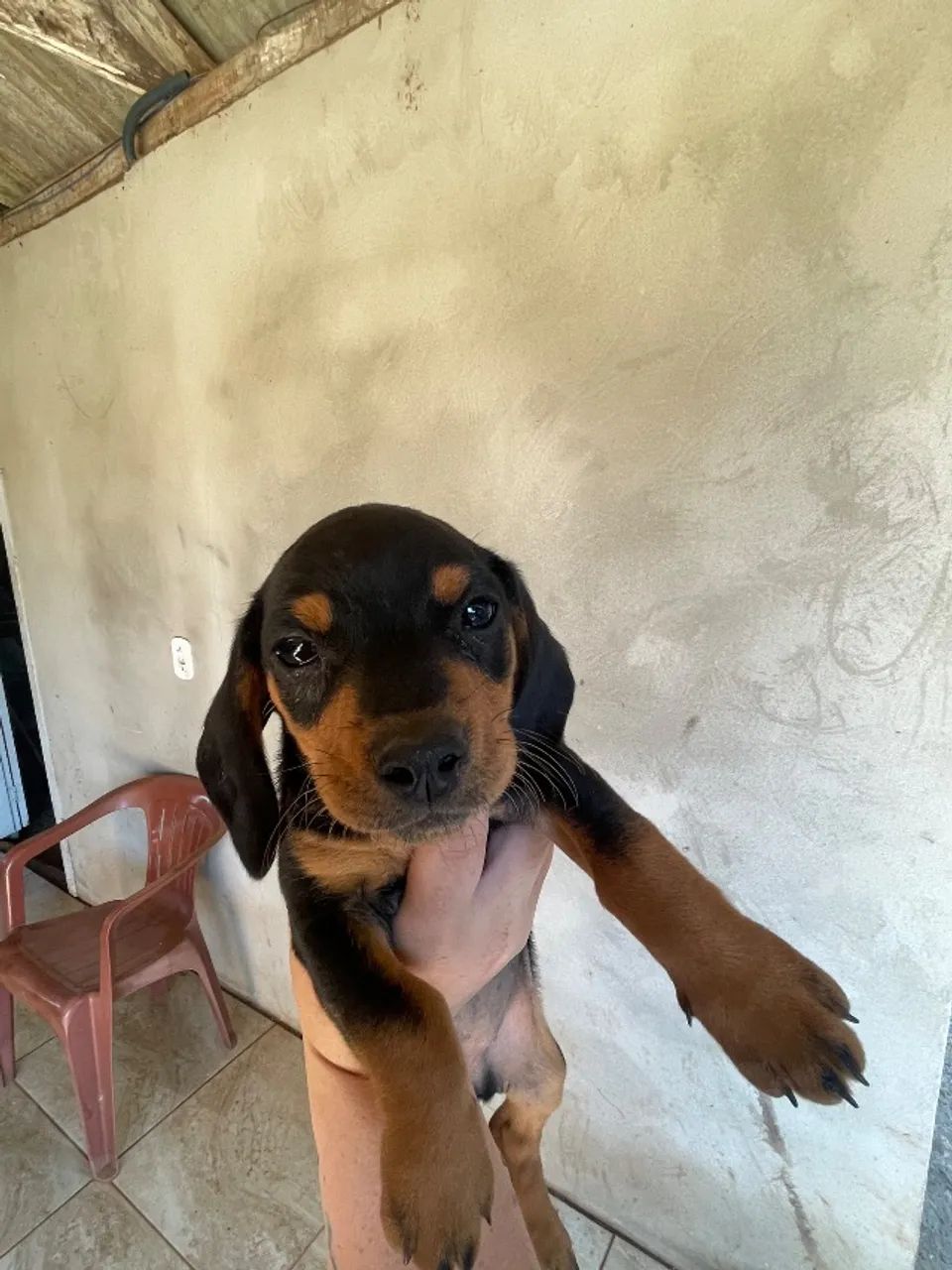 Cachorro - Foto 5