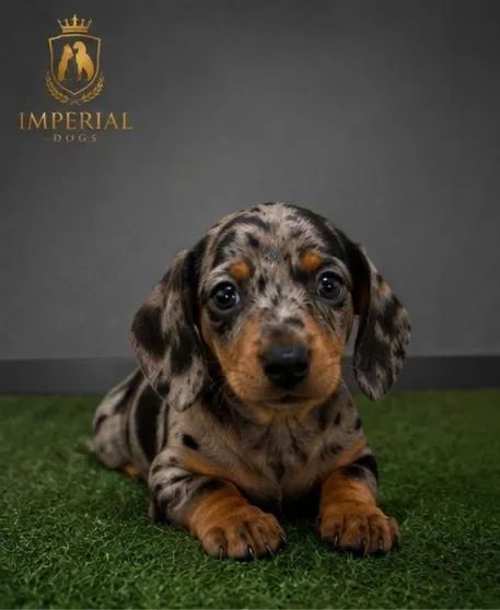 Dachshund  - Foto 2