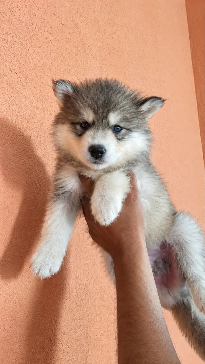 Husky siberiano Canil Barão  - Foto 5