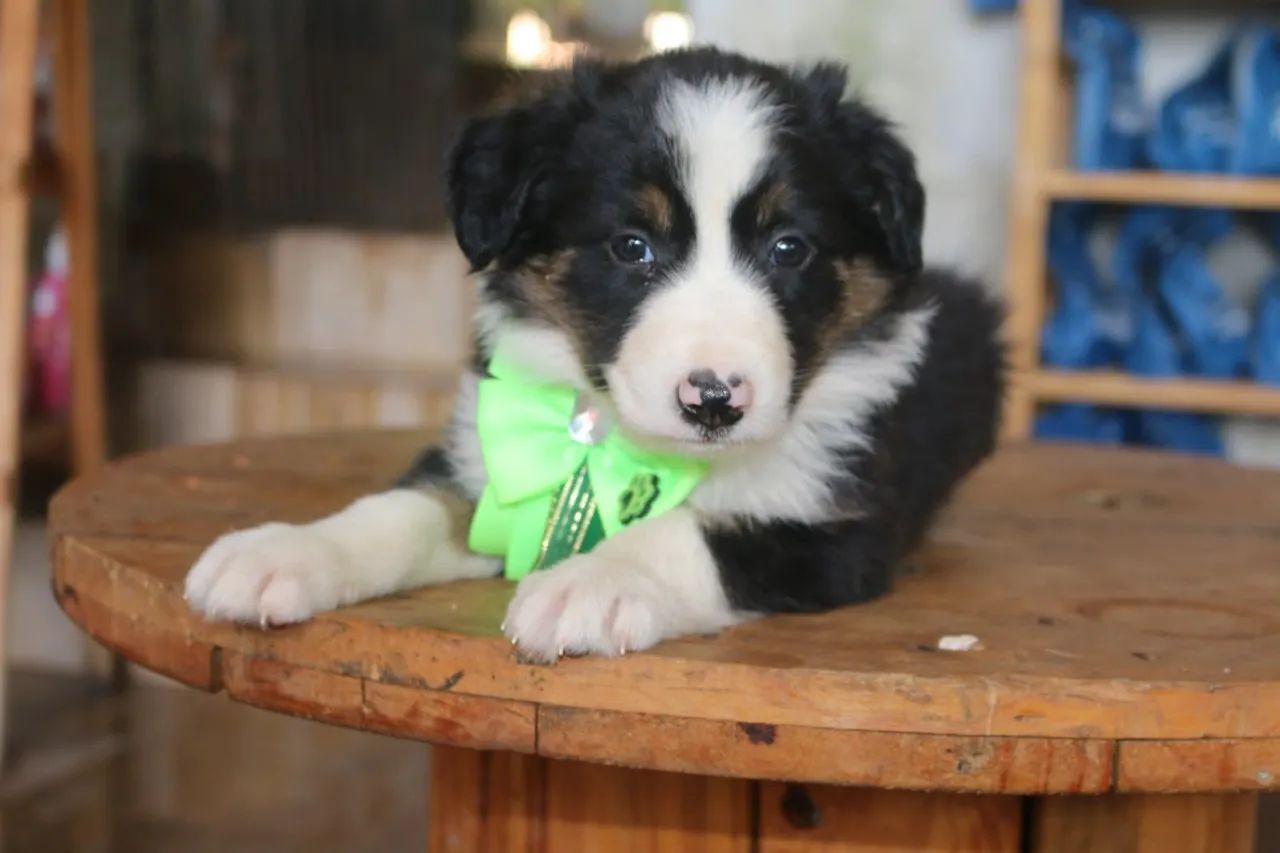 BORDER COLLIE PARCELAMOS  - Foto 5