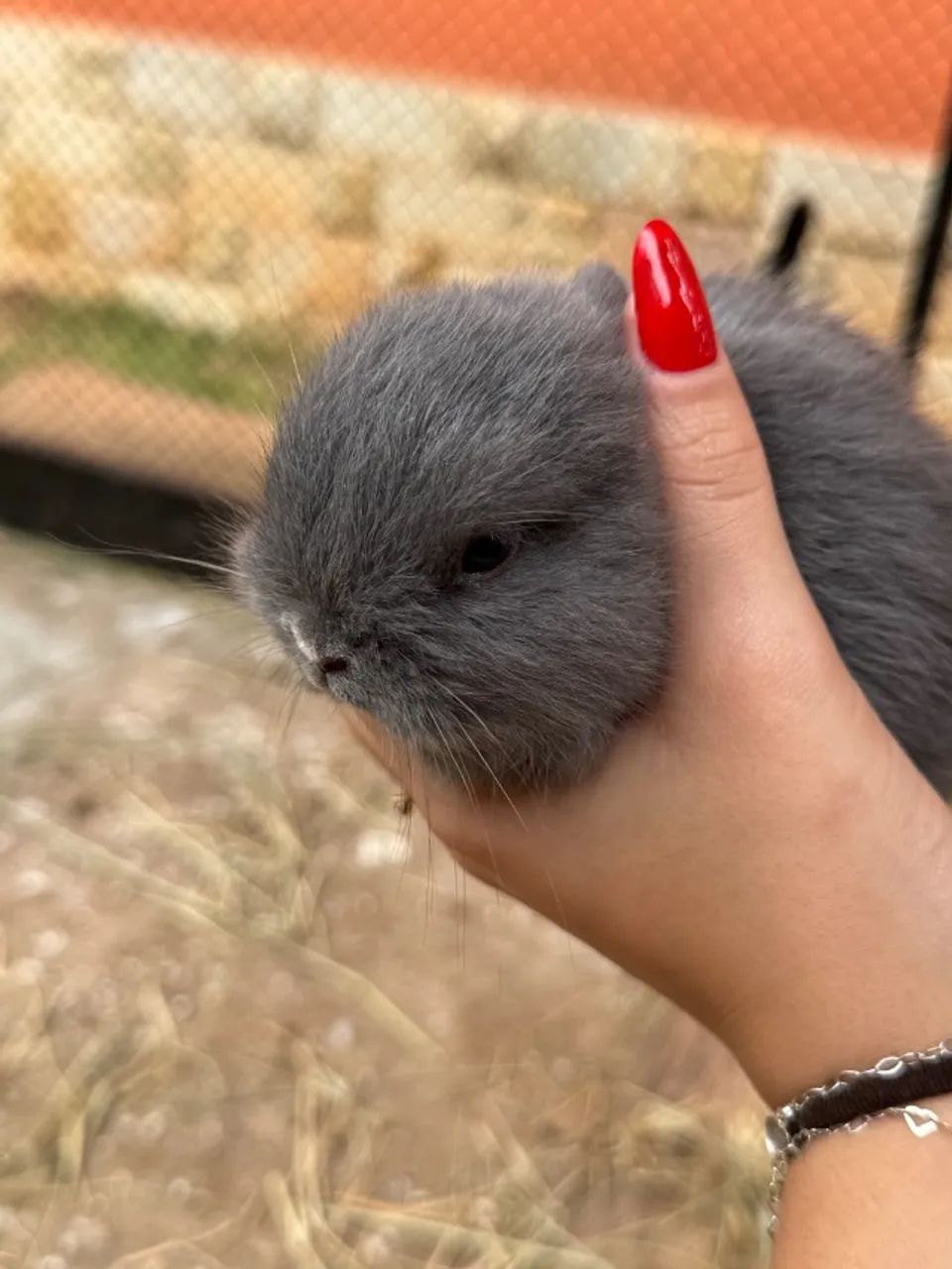 VENDO filhotes de Netherland Dwarf (Coelho Anão) ? - Foto 2