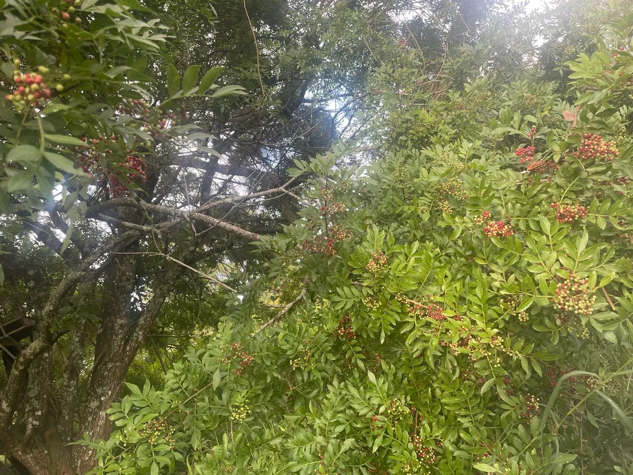 Vendo pimenta rosa de aroeira direto da safra. - Foto 4