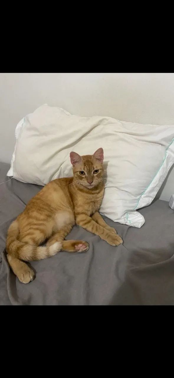 gata para adoçao