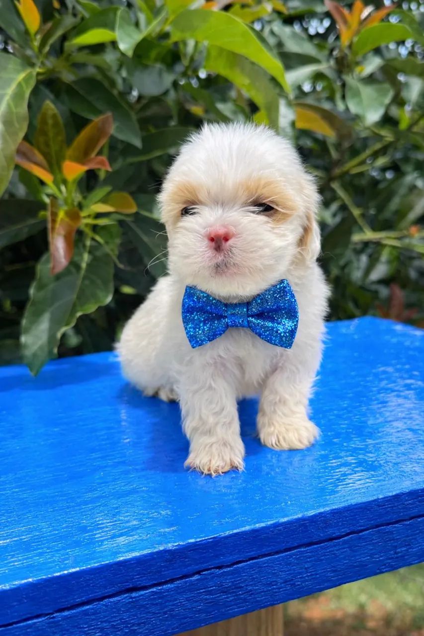 Príncipe filhote de lhasa apso macho branquíssimo!