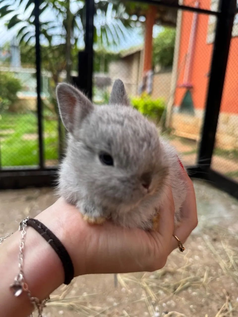 VENDO filhotes de Netherland Dwarf (Coelho Anão) ?