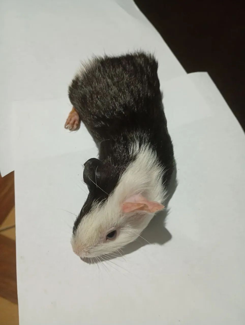 Porquinho da índia  - Foto 2