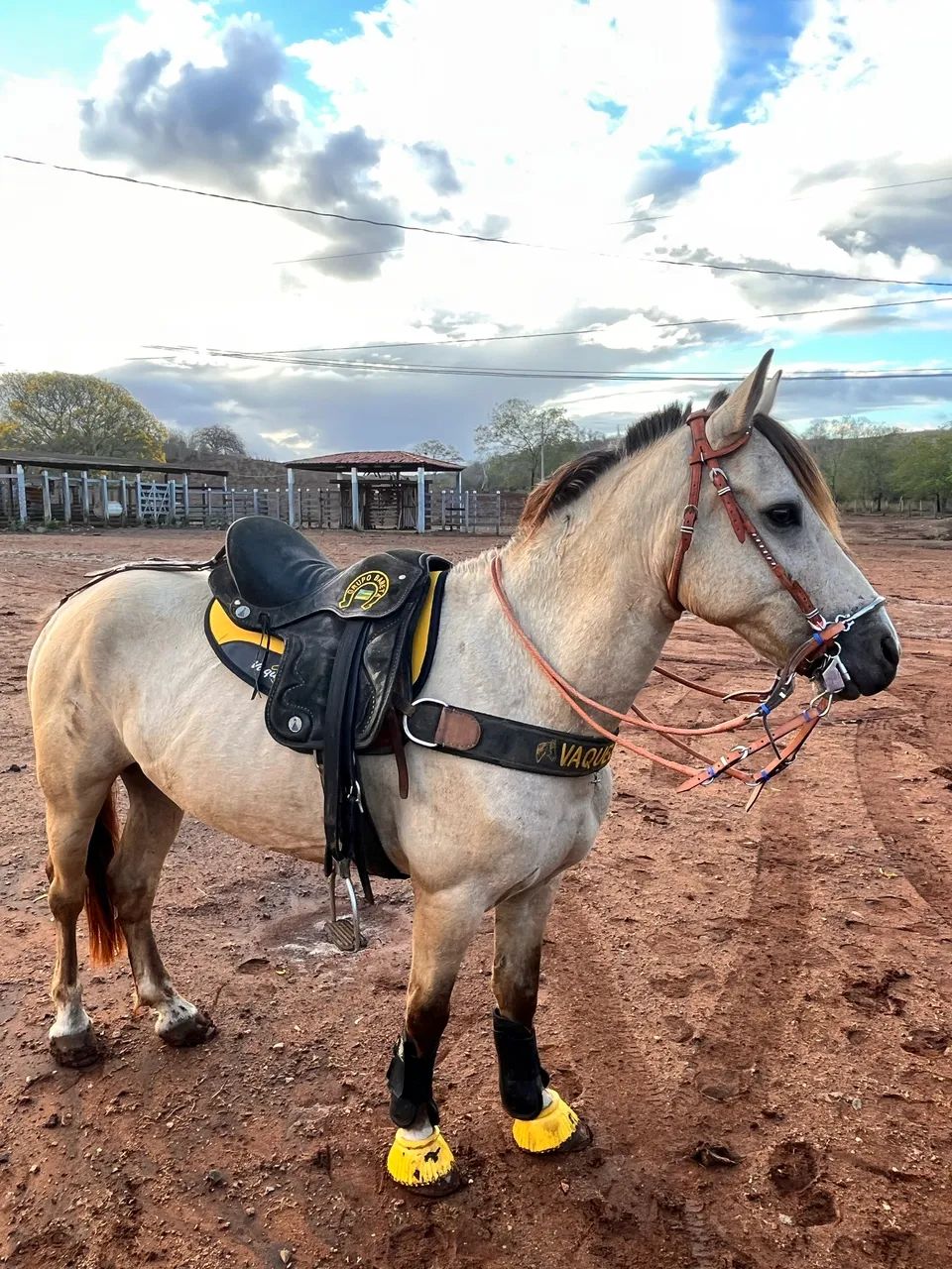 Piquira a venda  - Foto 2