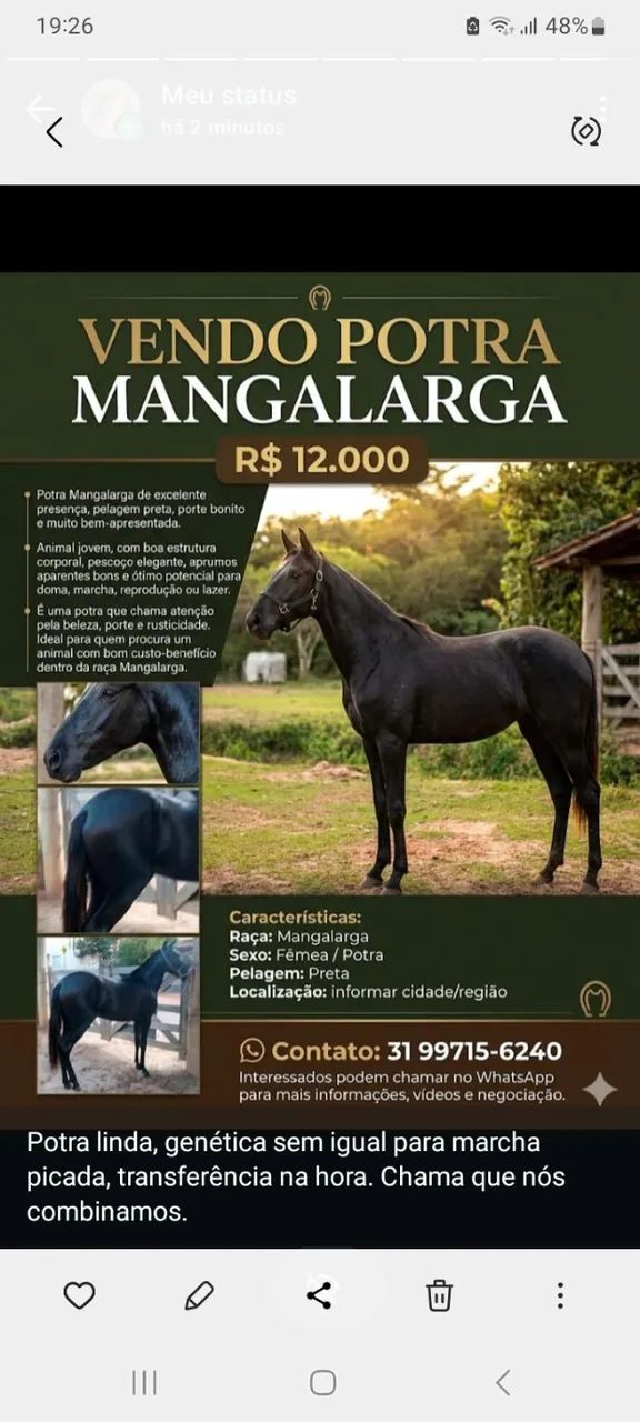 Potra preta registrada 