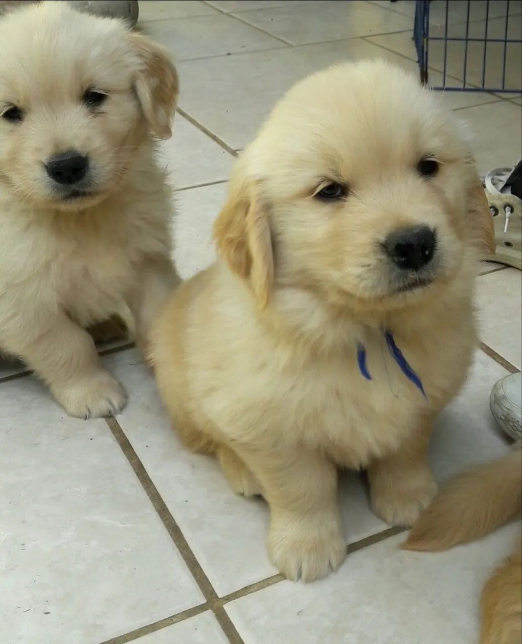 Lindos Filhotes de Golden Retriever - Foto 4