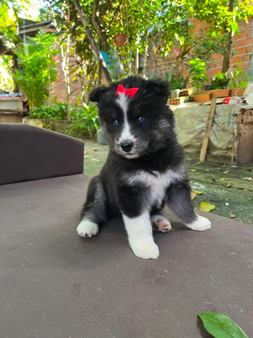 Husky Siberiano filhotes  - Foto 2