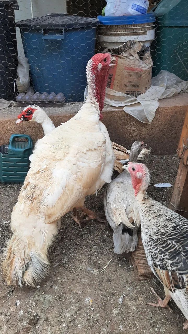 2 casal de perus  - Foto 3