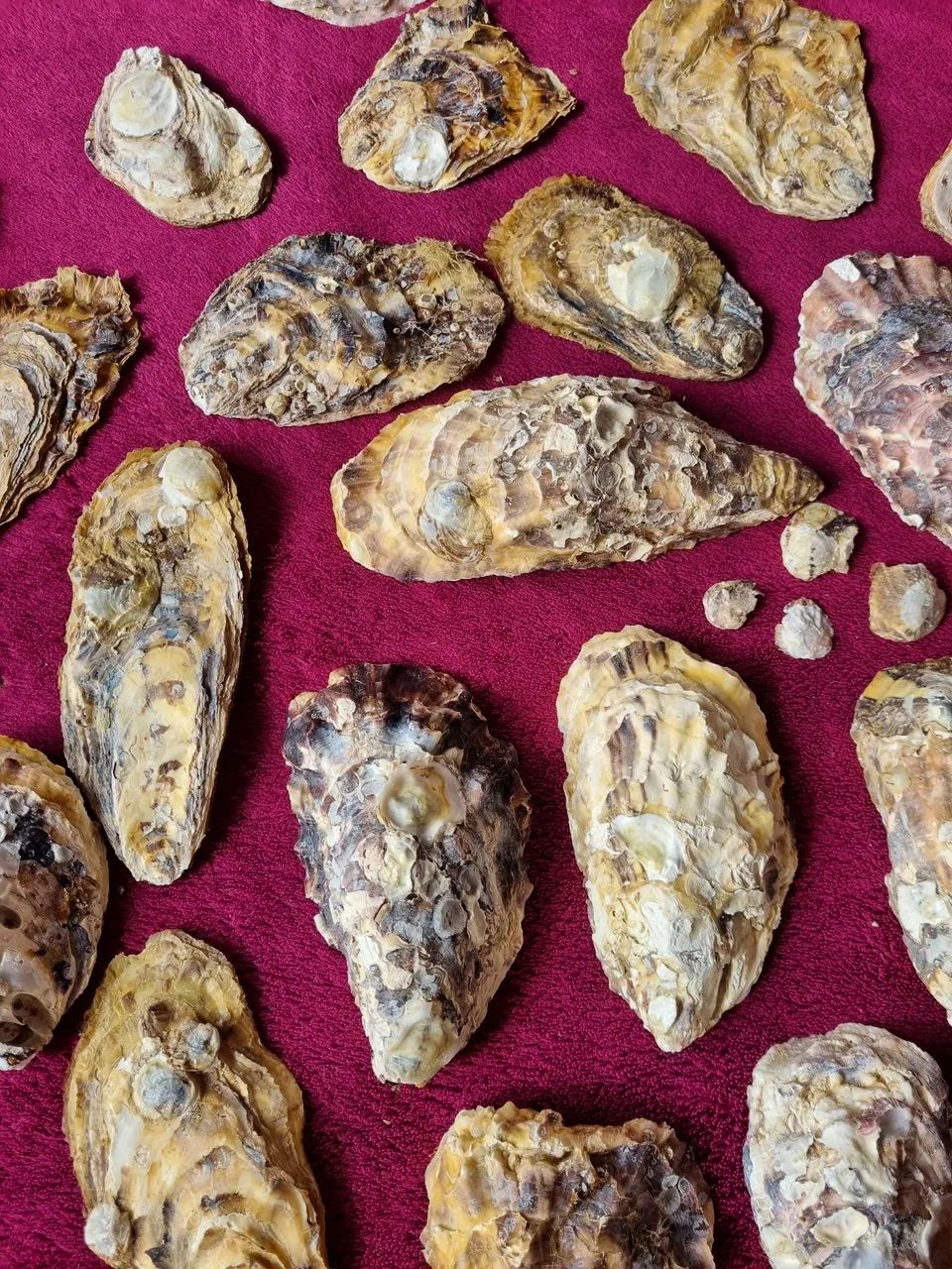 Conchas de ostra - Foto 2
