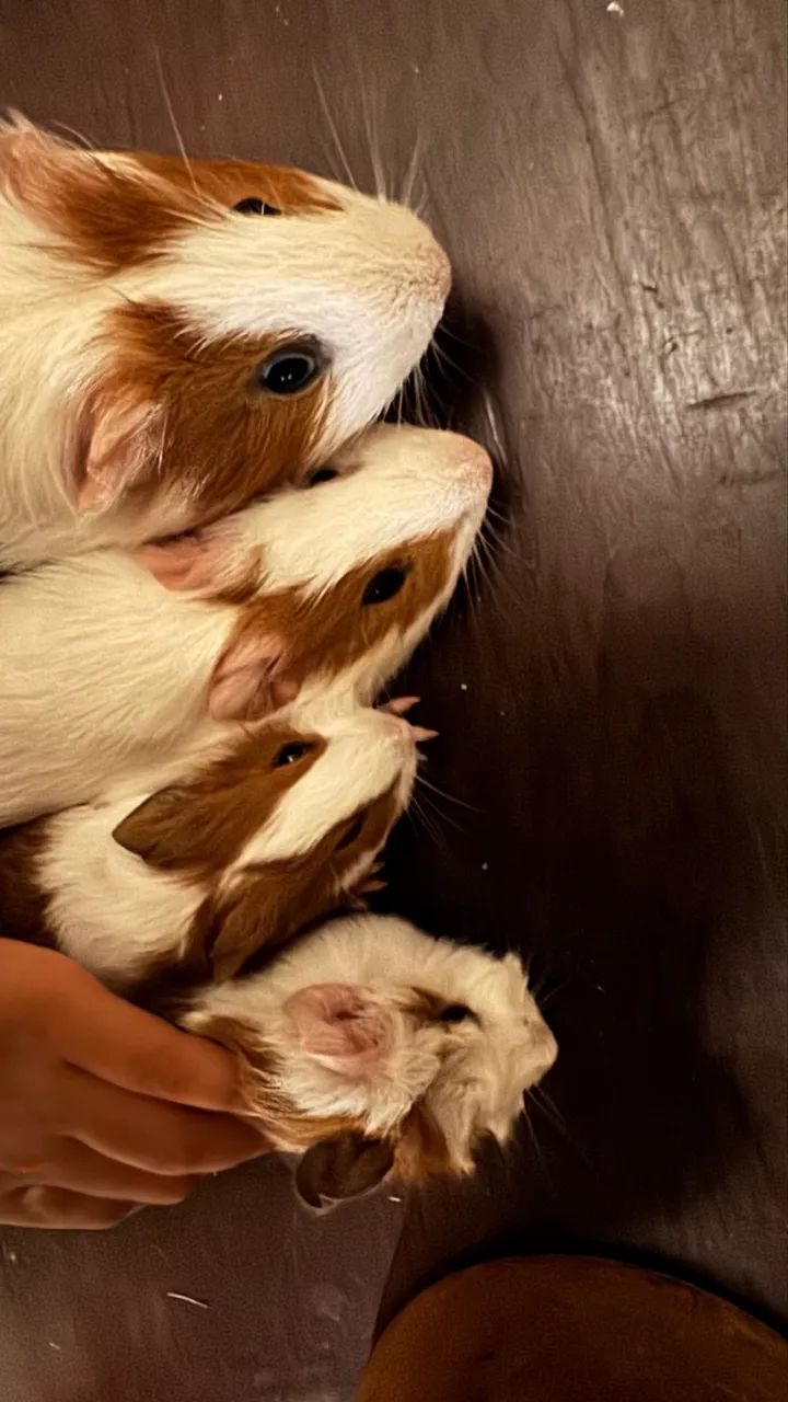 Porquinho da Índia  - Foto 3