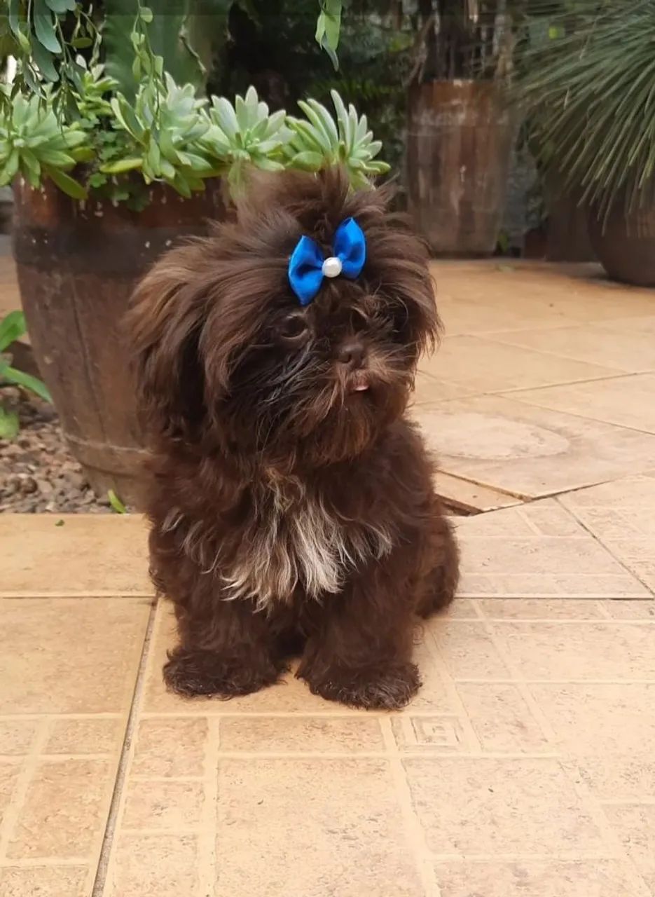 Shih tzu - Foto 3