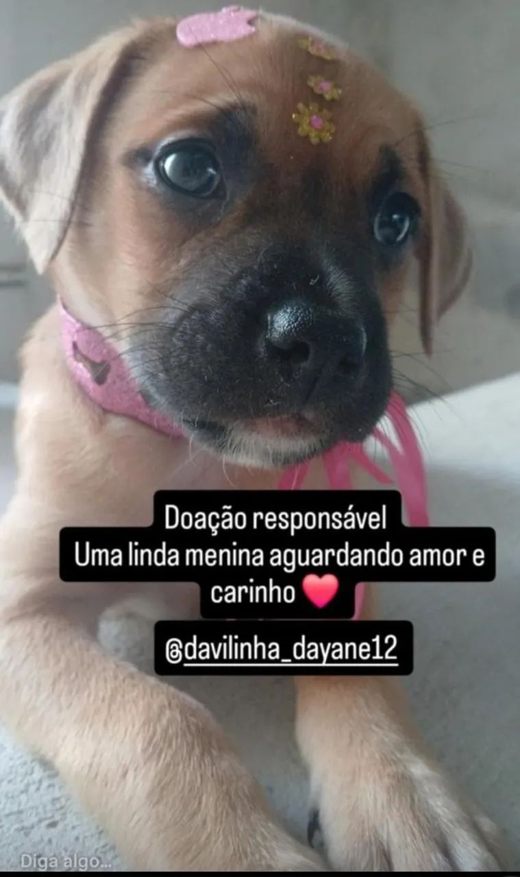 Doação de 3 filhotes  - Foto 3