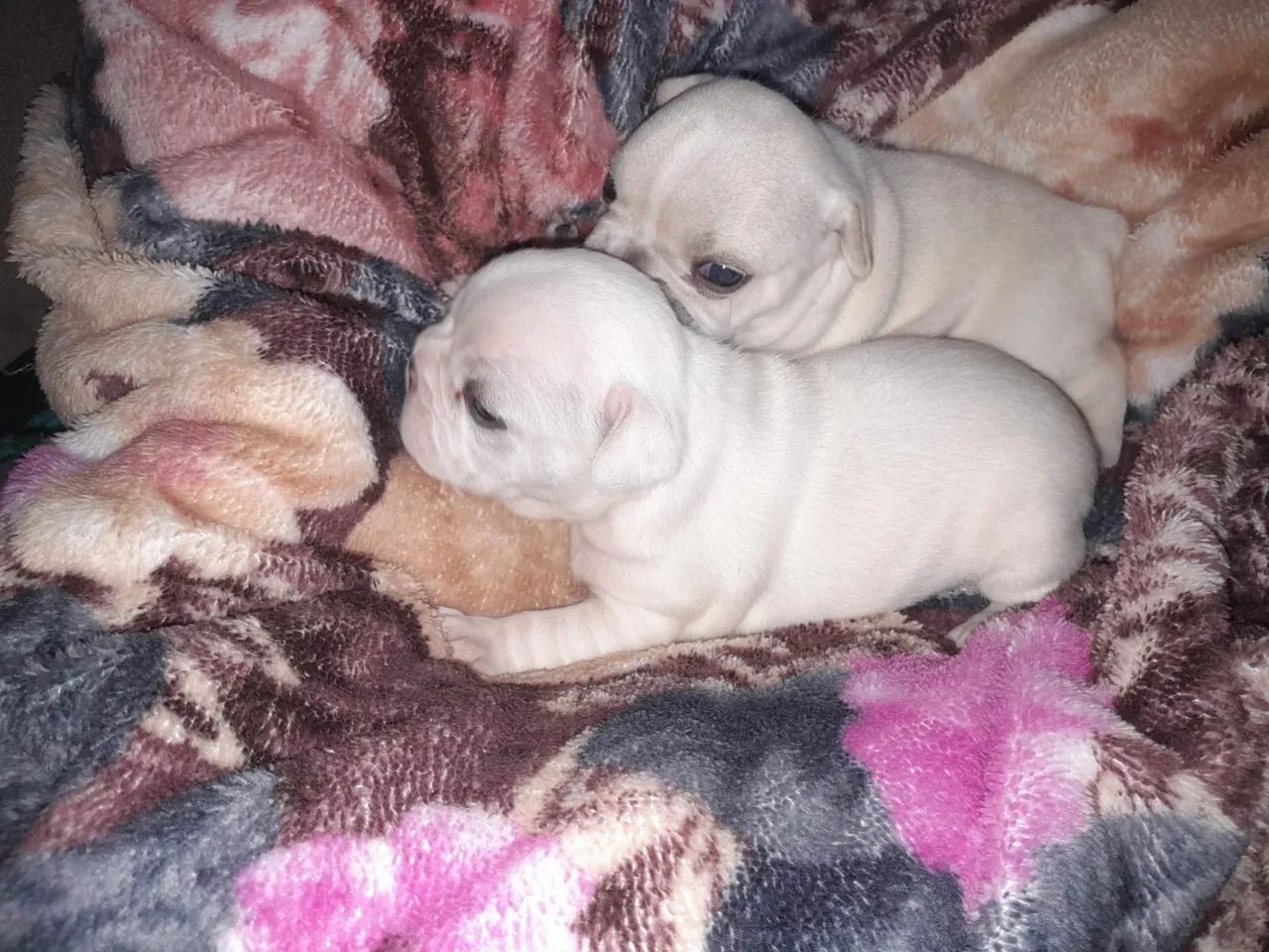 Filhotes de Buldogue Francês  - Foto 2