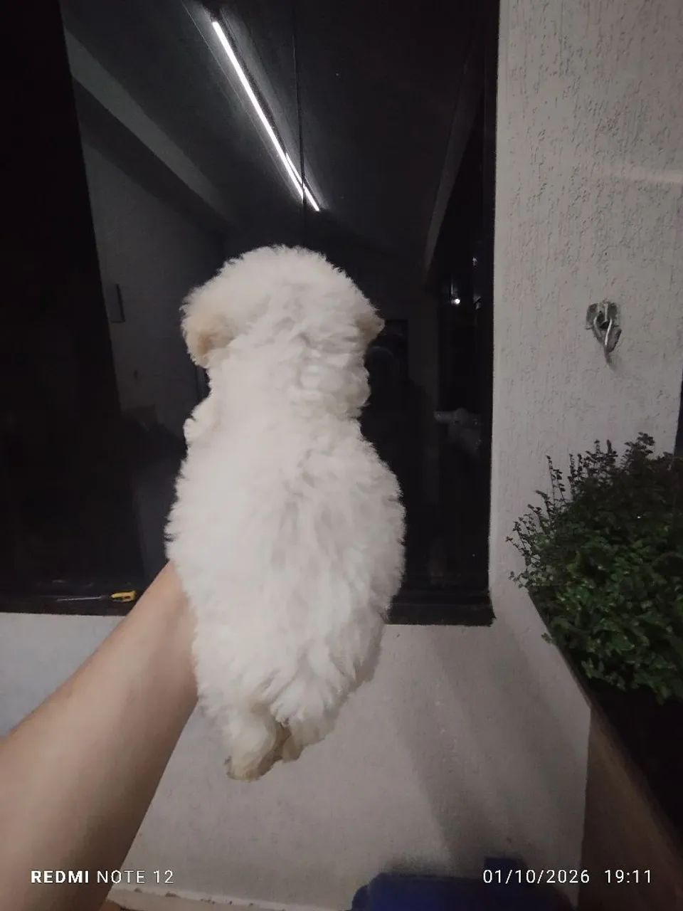 Poodle toy  - Foto 3