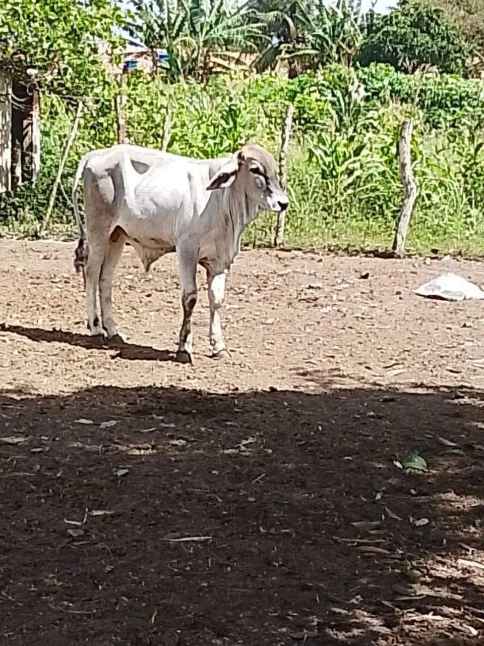 Bezerro 