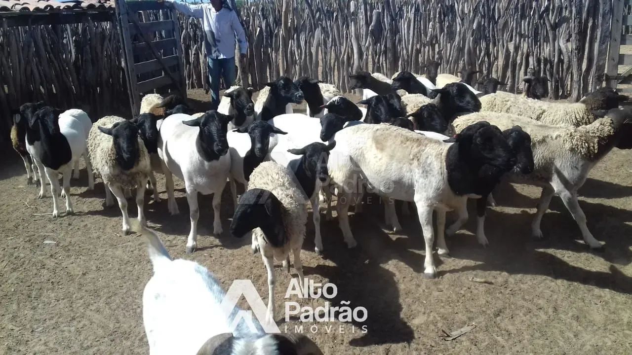 FAZENDA COM 497 HECTARES - Foto 4